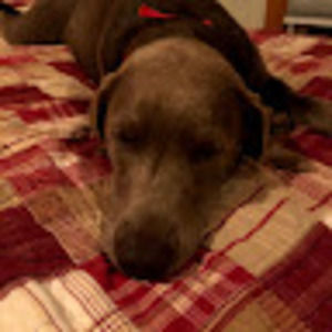 Meet your Posher, Carrie